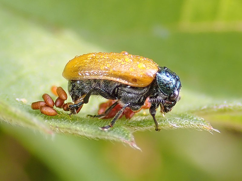 Labidostomis in deposizione: L. cyanicornis (cfr.), Chrysomelidae